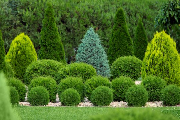 Bush Shaping Service in Mill Valley