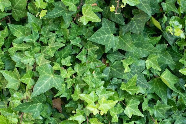 English Ivy Removal in Mill Valley
