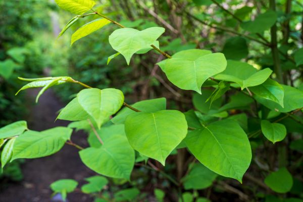 Invasive Plant Removal in Mill Valley