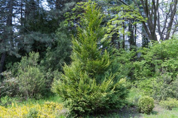 Juniper Pruning in Mill Valley