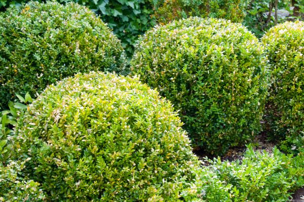 Landscape Trimming Service in Mill Valley
