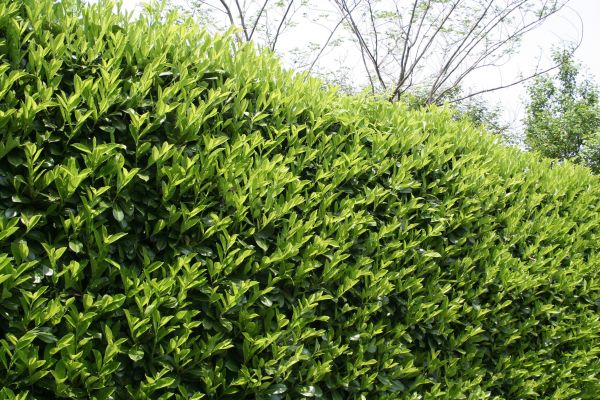 Laurel Removal in Mill Valley