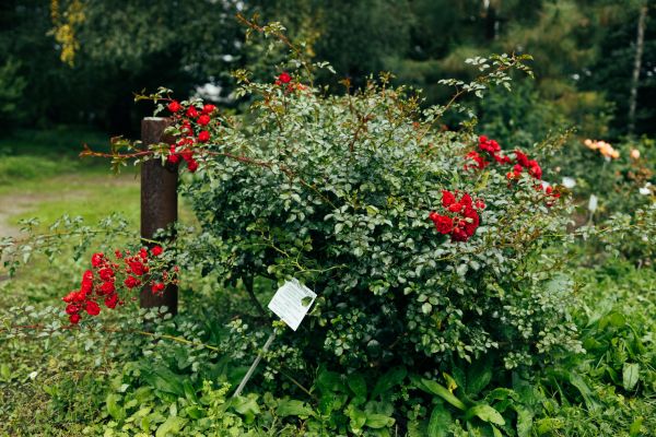 Rose Bush Removal in Mill Valley