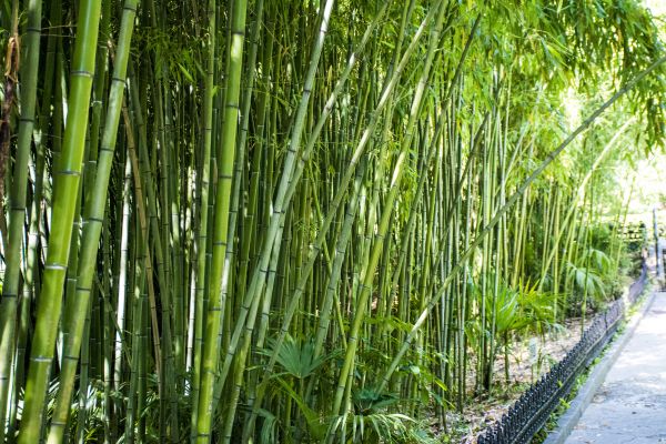 Bamboo Root Removal in Mill Valley