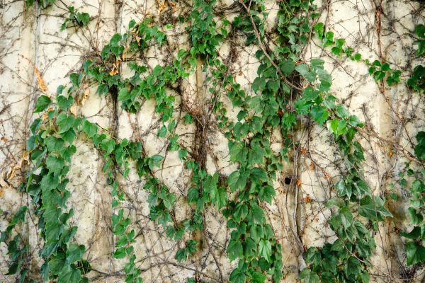 Vine Removal Service in Mill Valley