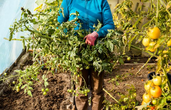 Garden Plant Removal in Mill Valley