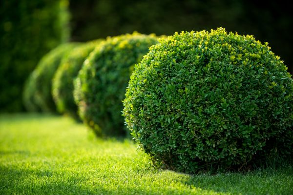 Cost of Bush Pruning in Mill Valley