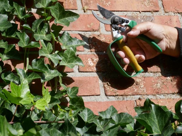 Ivy Removal Service in Mill Valley