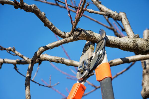Selective Pruning in Mill Valley