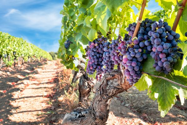 Cost of Grapevine Pruning in Mill Valley