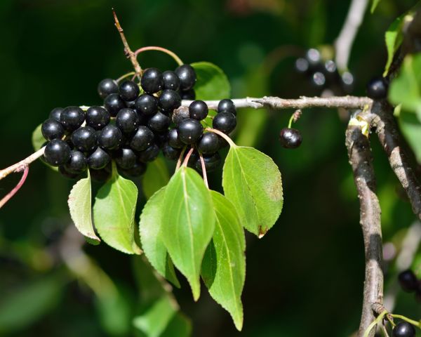 Buckthorn Removal in Mill Valley