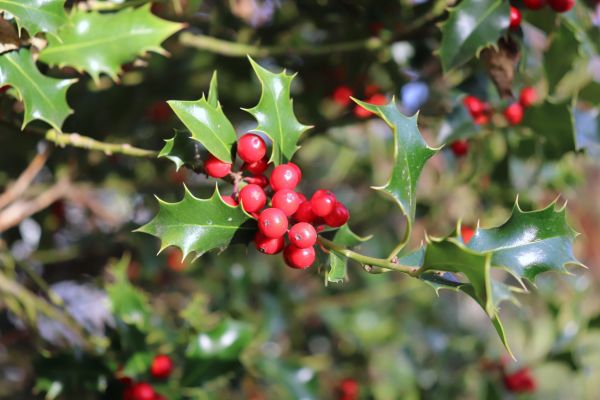 Holly Tree Trimming in Mill Valley
