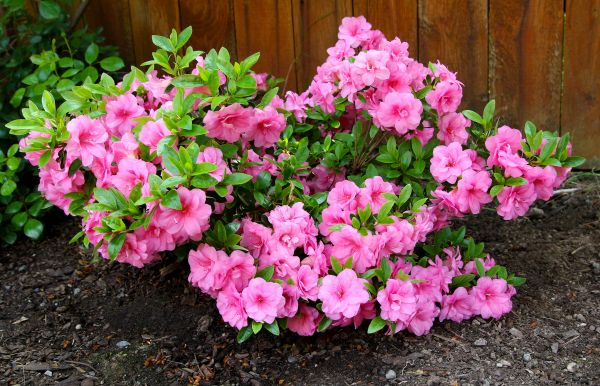 Azaleas Removal in Mill Valley