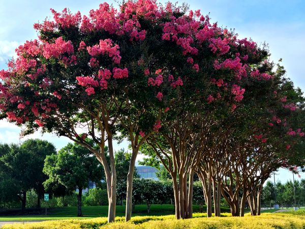 Cost of Crepe Myrtle Pruning in Mill Valley