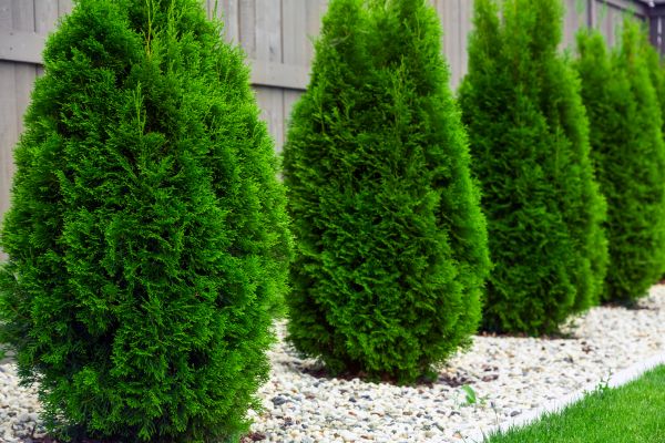 Arborvitae Pruning in Mill Valley