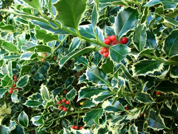 Holly Bushes Trimming in Mill Valley