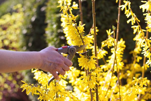 Forsythia Pruning in Mill Valley
