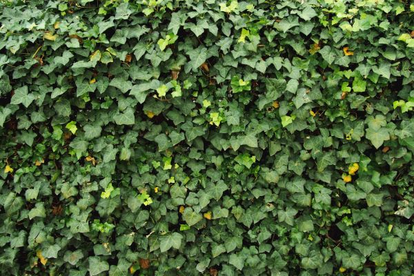 Ivy Pruning service in Mill Valley