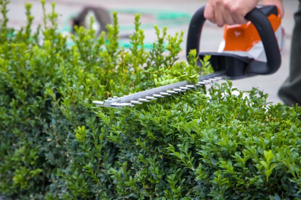 Evergreen Hedge Trimming in Mill Valley
