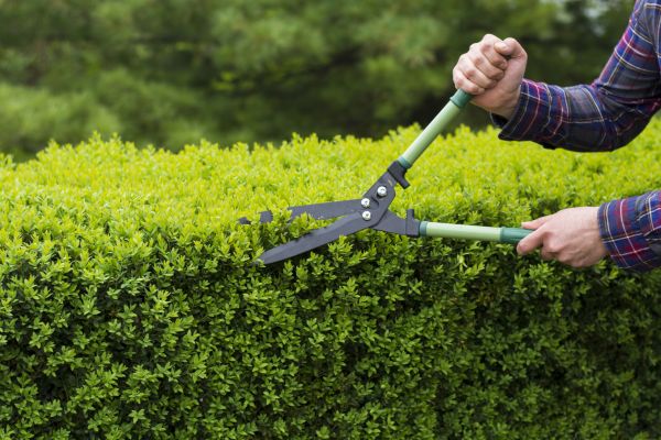 Evergreen Shrub Pruning in Mill Valley