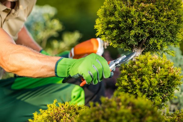 Landscape Pruning Service in Mill Valley