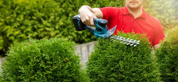 Hedge Shaping Service in Mill Valley