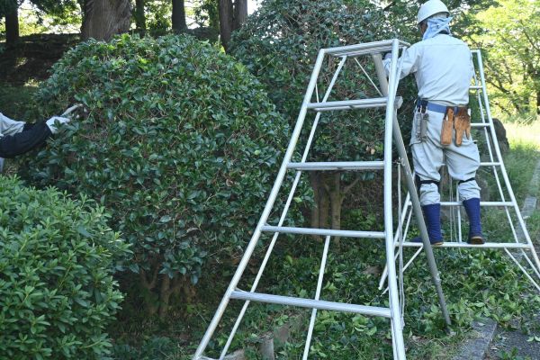 Holly Shaping in Mill Valley