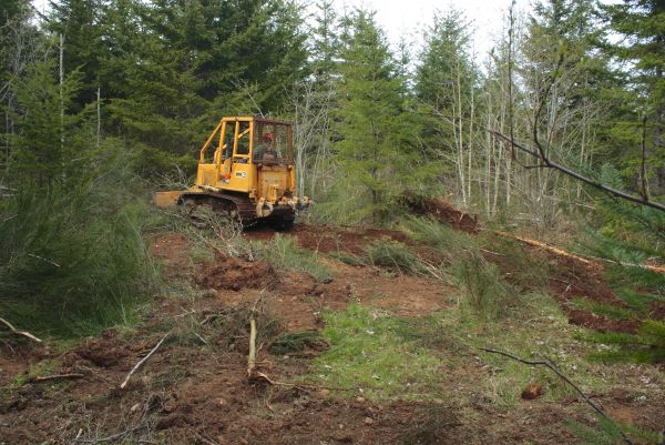 Shrubbery Clearing in Mill Valley