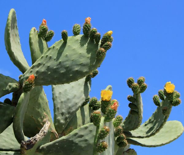 Cactus Removal in Mill Valley