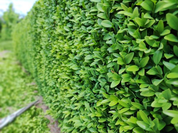 Cost of Boxwood Pruning in Mill Valley