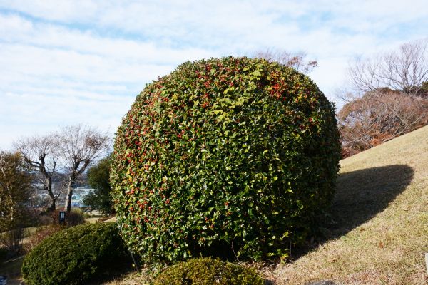Holly Shrub Pruning in Mill Valley