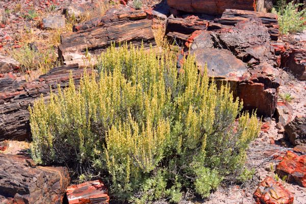 Sagebrush Removal in Mill Valley