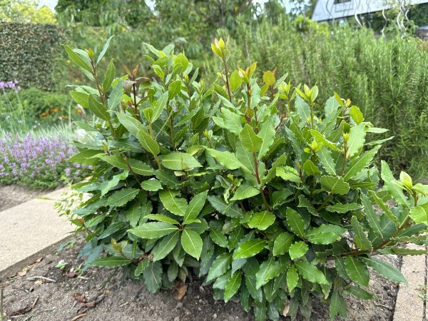 Laurel Hedge Trimming in Mill Valley