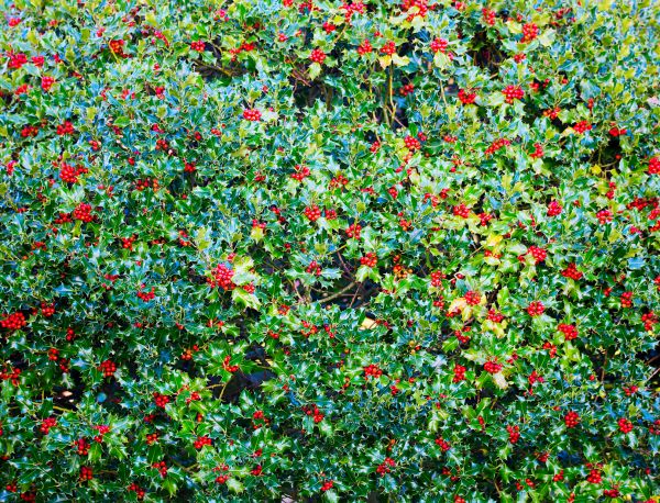 Holly Bush Removal in Mill Valley