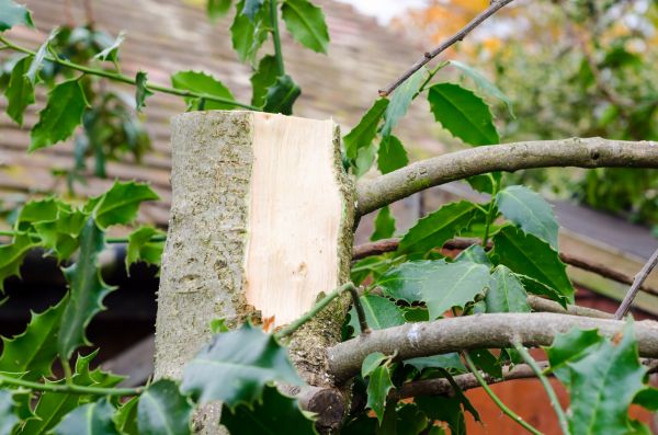 Holly Tree Removal in Mill Valley