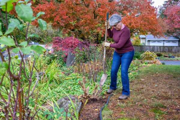 Dead Bush Removal in Mill Valley