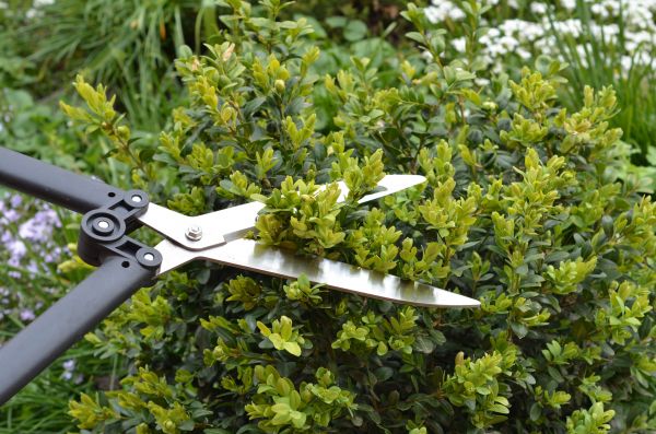 Cost of Boxwood Trimming in Mill Valley