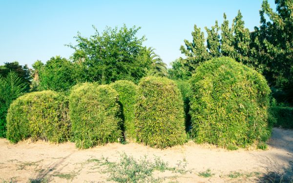 Bamboo Hedge Removal in Mill Valley