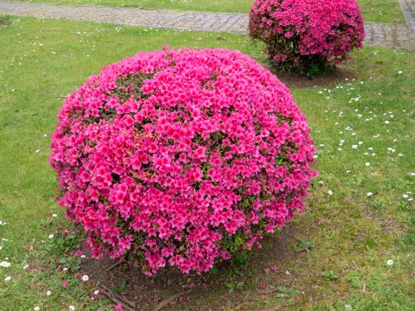 Rhododendron Pruning in Mill Valley