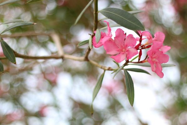 Oleander Removal in Mill Valley