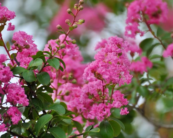 Crepe Myrtle Removal in Mill Valley