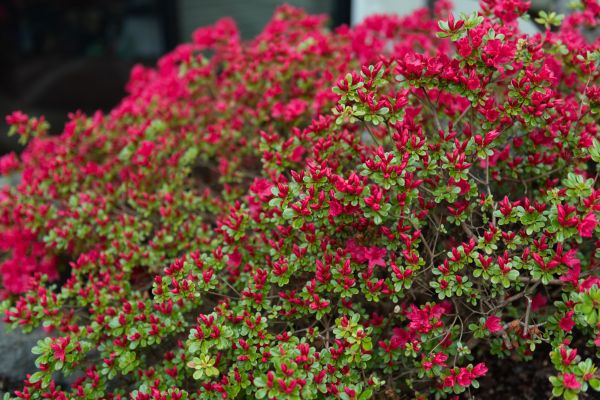Weigela Removal Service in Mill Valley