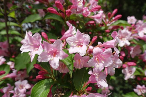 Weigela Pruning Service in Mill Valley