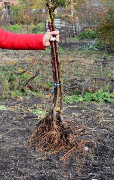 Shrub Root Removal in Mill Valley