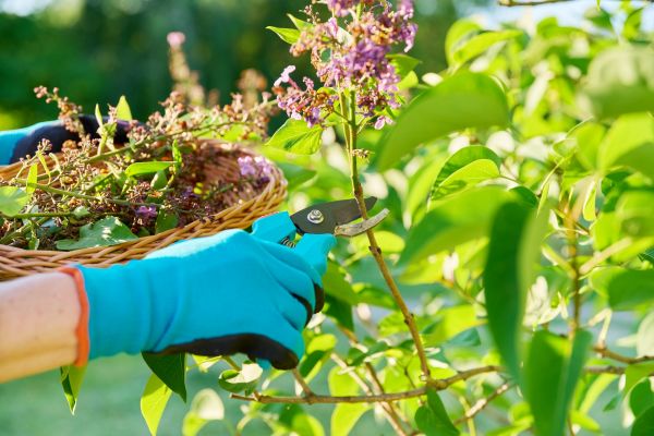 Lilac Trimming Service in Mill Valley