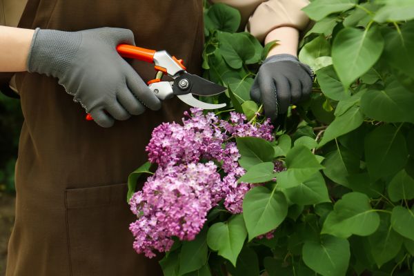 Lilac Pruning Service in Mill Valley