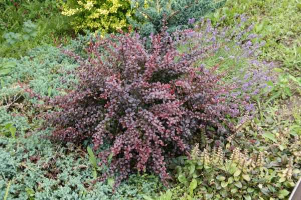 Japanese Barberry Removal in Mill Valley