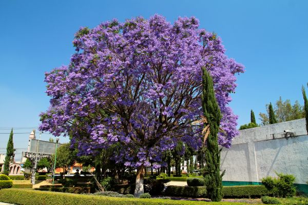 Jacaranda Pruning in Mill Valley