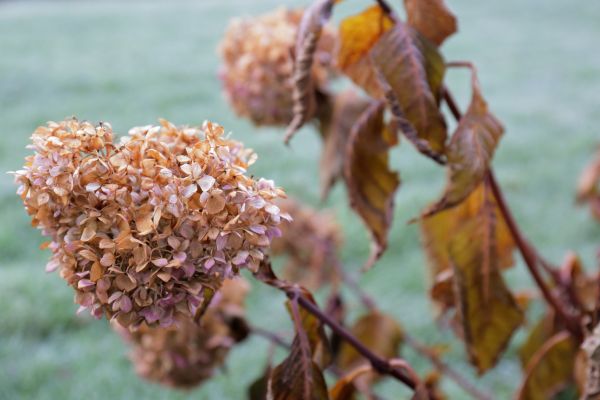 Hydrangea Removal in Mill Valley