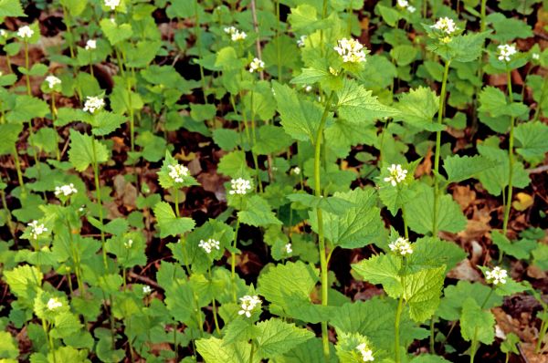 Garlic Mustard Removal in Mill Valley